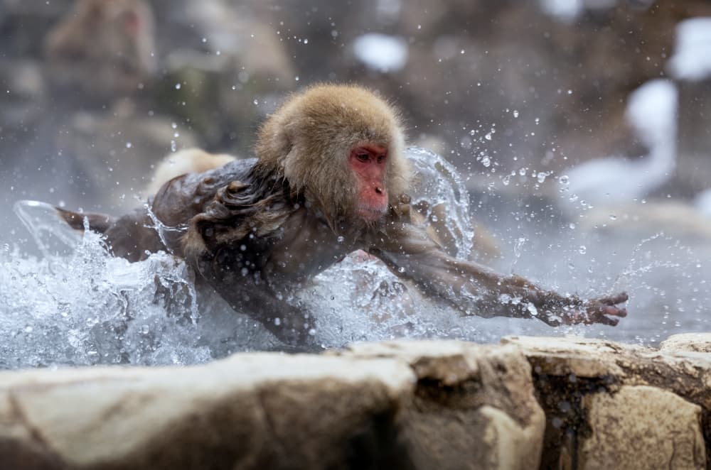 Splashing Snow Monkey by Joanna W — canvas wall art
