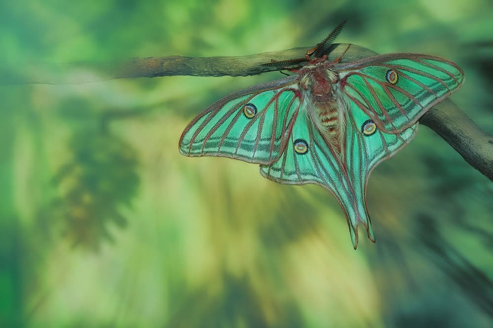 Emerald Luna Moth by Jimmy Hoffman — canvas wall art