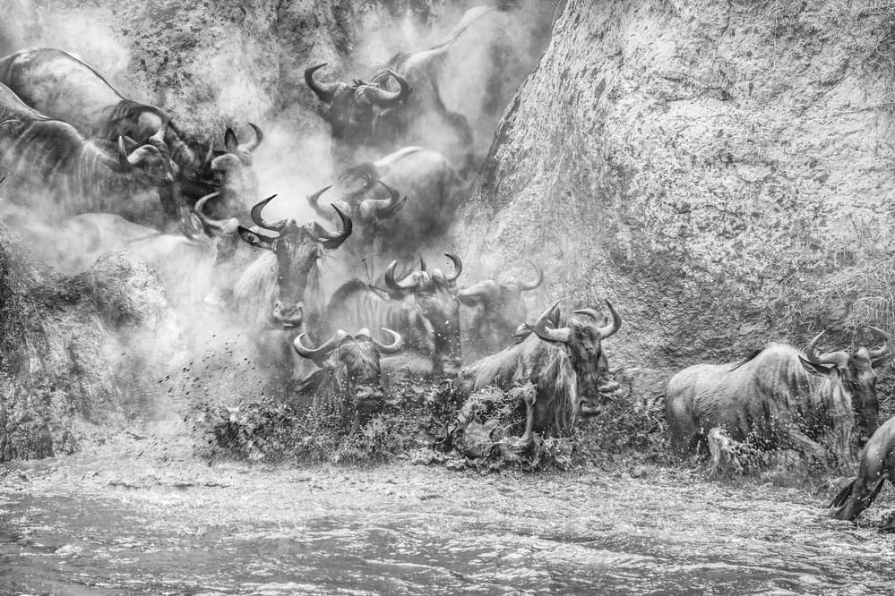 Wildebeest River Crossing by Jeffrey C. Sink — canvas wall art