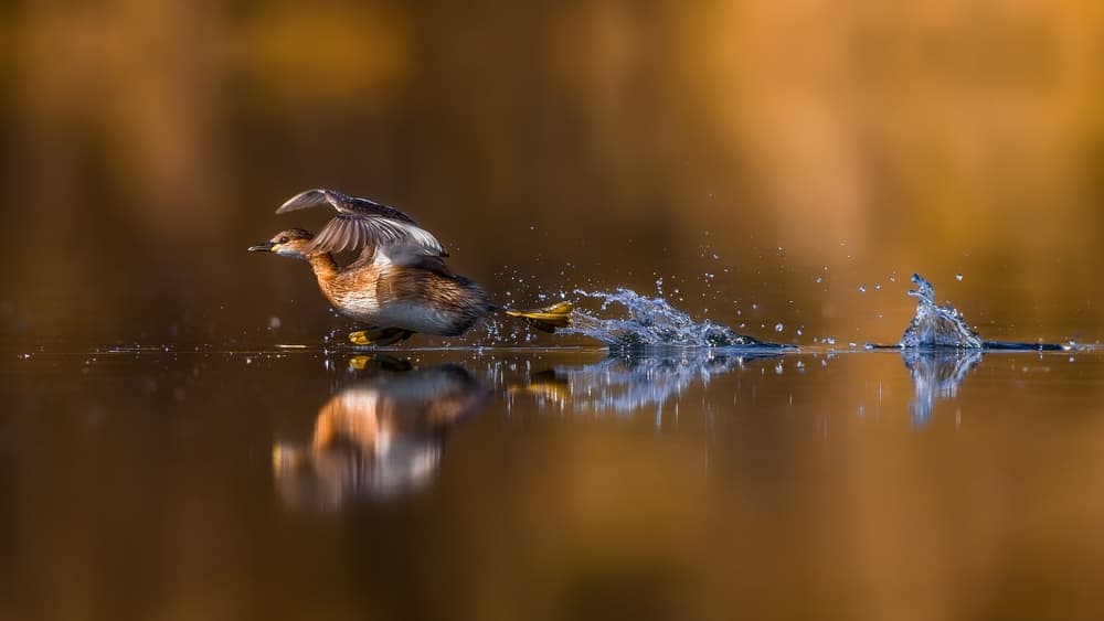 Water Bird Sprint by Faisal ALnomas — canvas wall art
