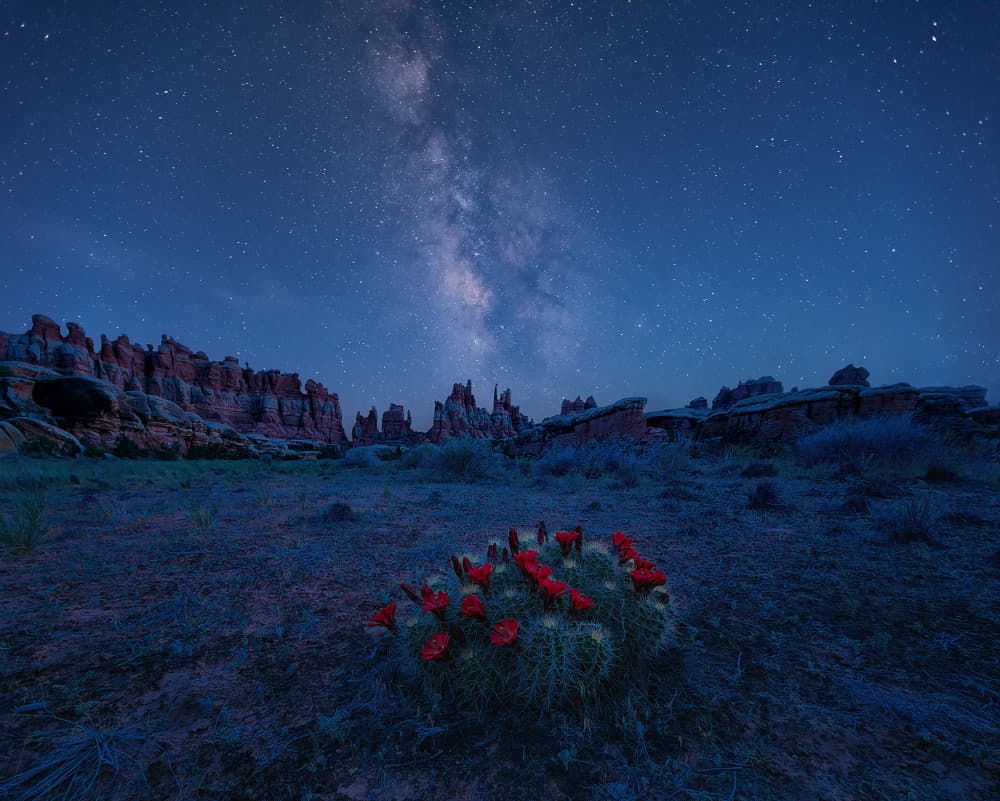 Milky Way Desert Bloom by Mei Xu — canvas wall art