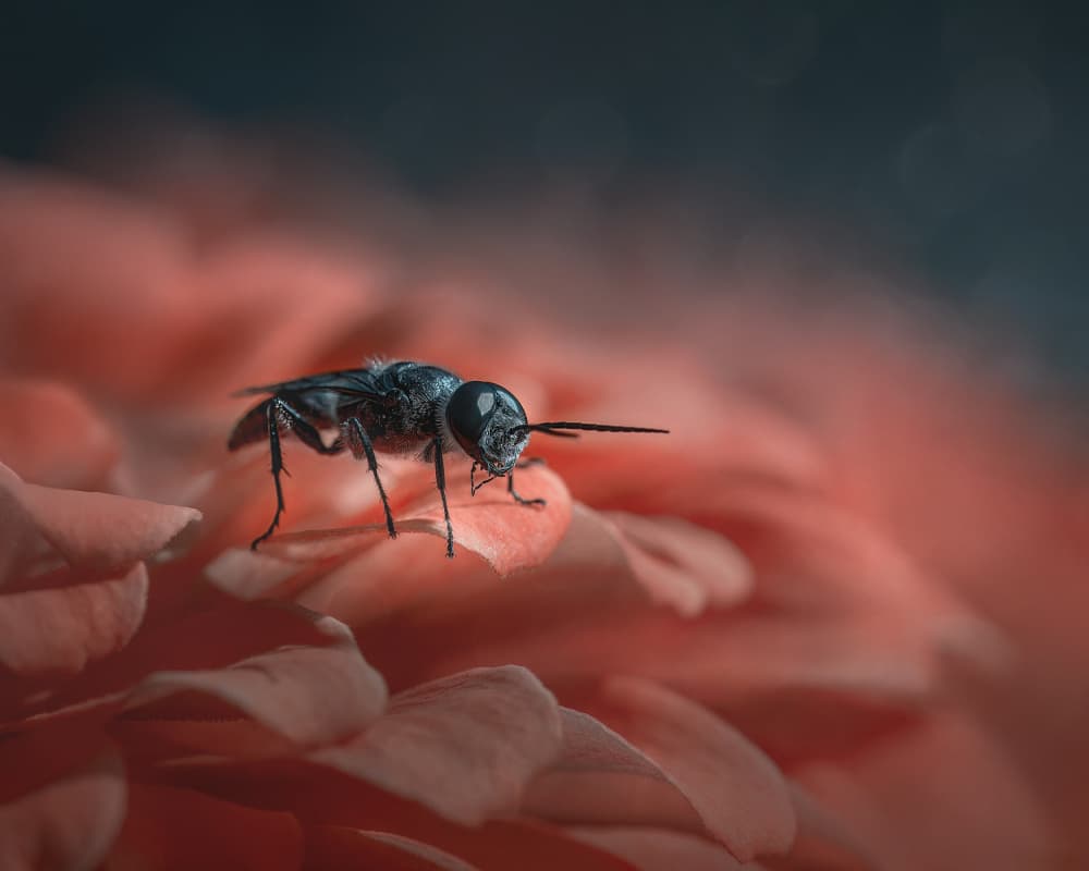 Dark Fly on Orange Petal by Wei Xu — canvas wall art