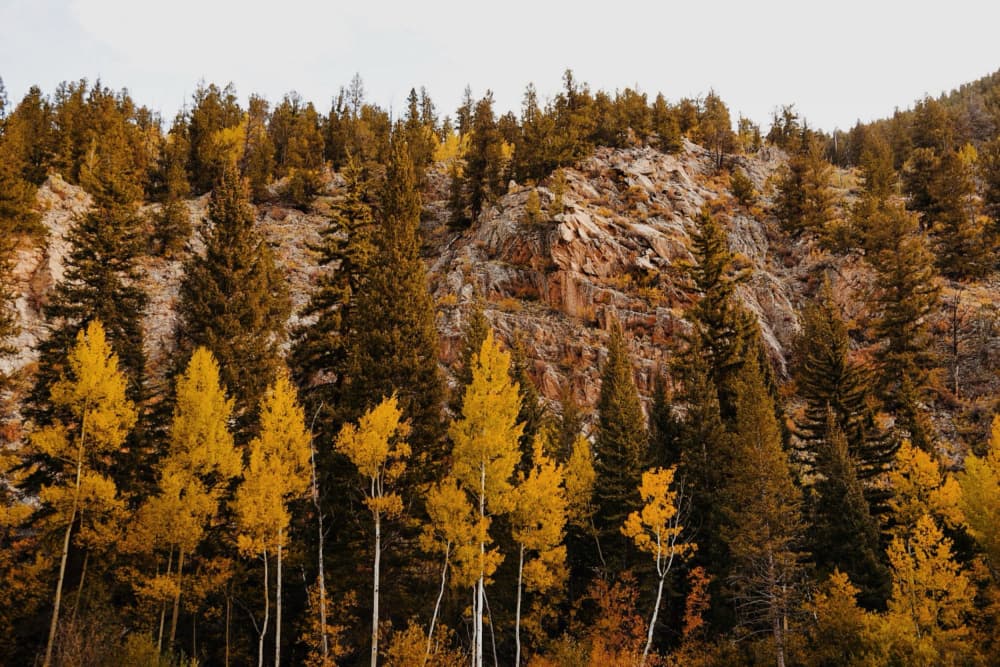 Golden Aspen Mountain by Del Mundo Imagery — canvas wall art