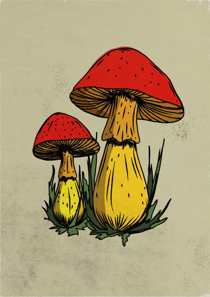 Rustic Forest Mushrooms by Nicholas — canvas wall art