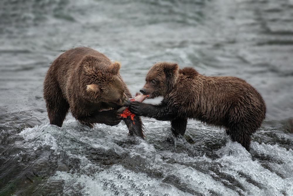 Grizzly Bear Salmon Feast by Dennis Zhang — canvas wall art