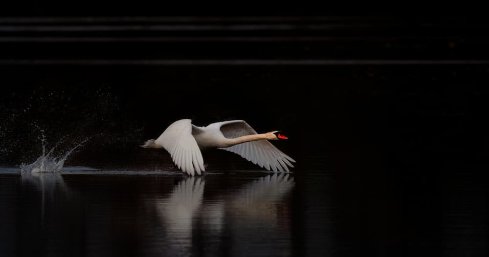 Wings Over Dark Water by Wei Xu — canvas wall art