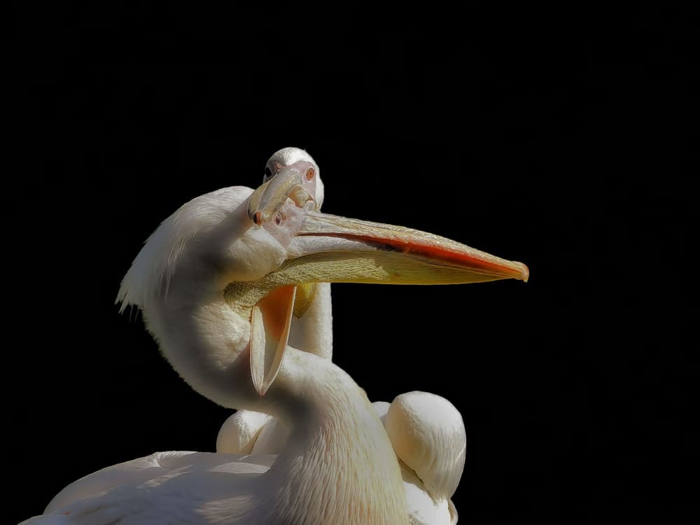 Graceful White Pelicans by Thierry Dufour — canvas wall art