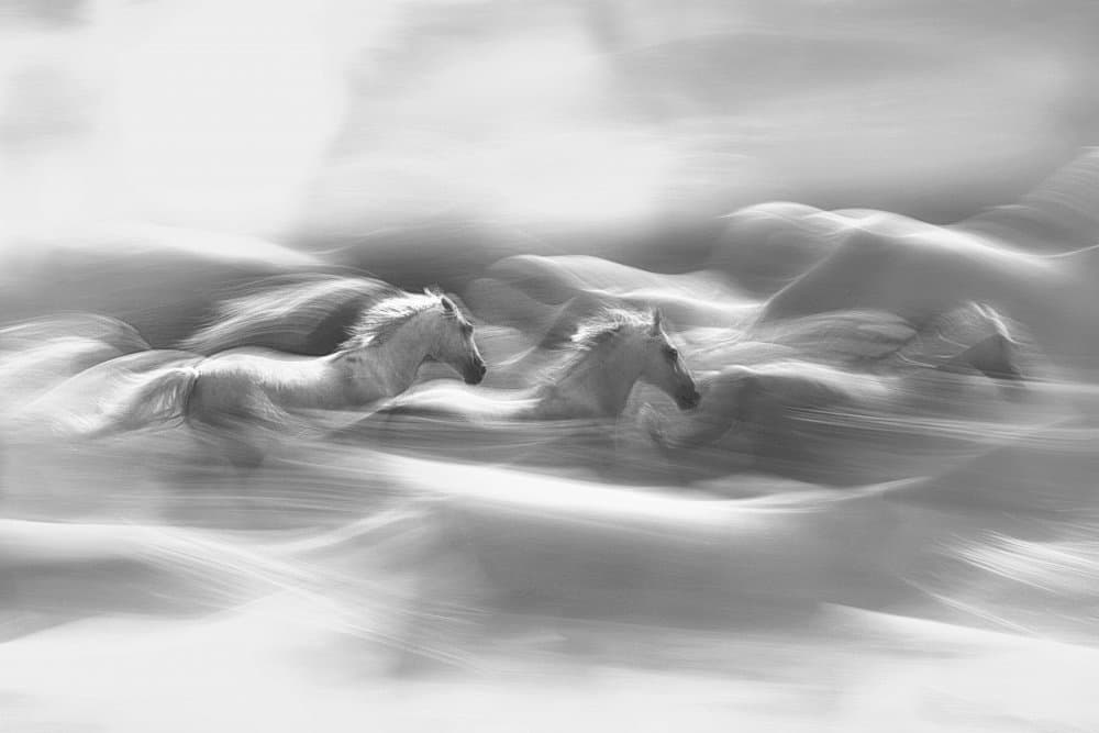 Wild Horses Running by Milan Malovrh — canvas wall art