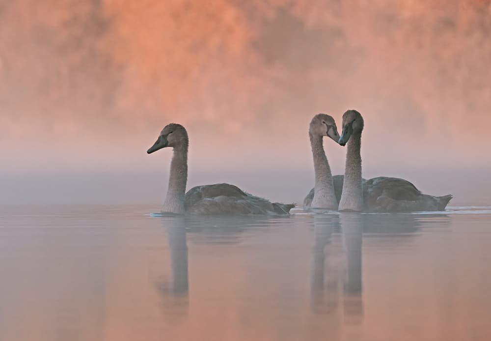 Swans Heart In Mist by Stuart Williams — canvas wall art