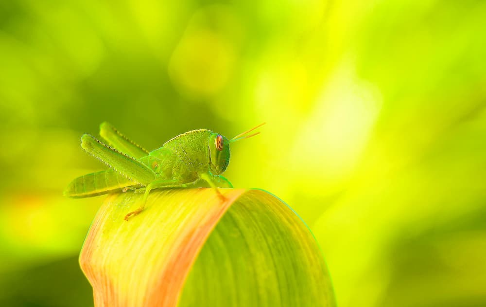 Sunlit Green Grasshopper by Thierry Dufour — canvas wall art