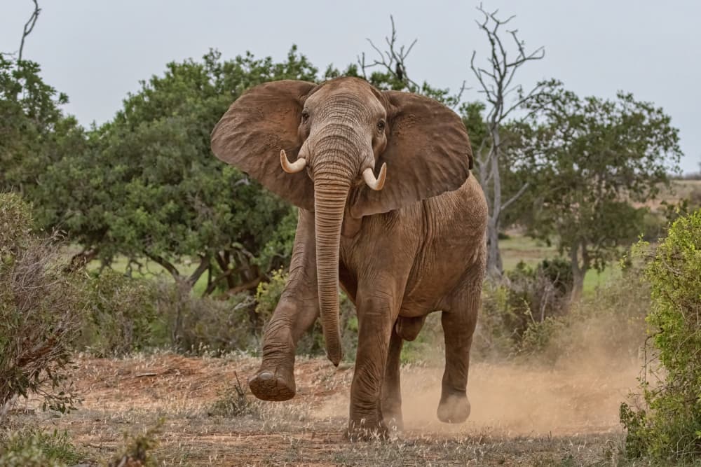 Powerful Elephant Charge by Alessandro Catta — canvas wall art