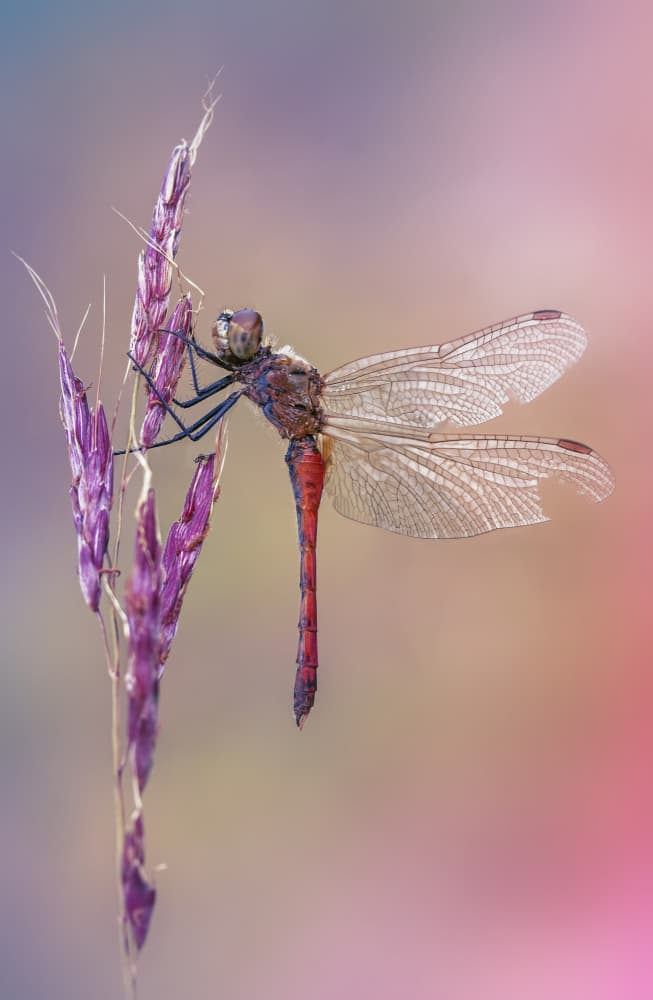 Vibrant Dragonfly Perch by Fabrizio Daminelli — canvas wall art