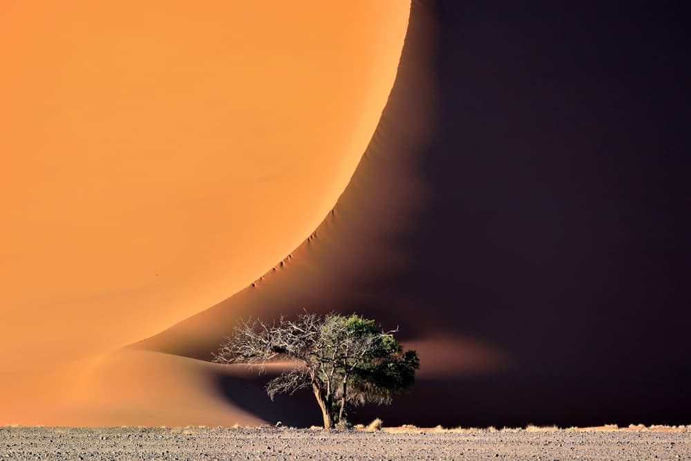 Desert Dune Tree Shadow by Giuseppe DAmico — canvas wall art