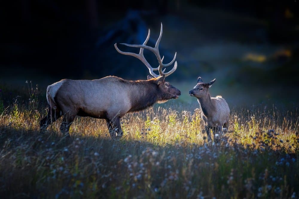 Golden Elk Pair by Siyu_Wei APA — canvas wall art