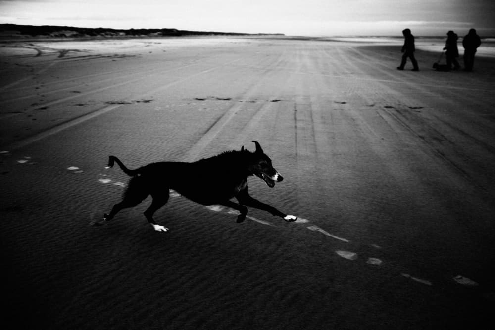 Running Dog on Beach by Liesbeth van der Werf — canvas wall art