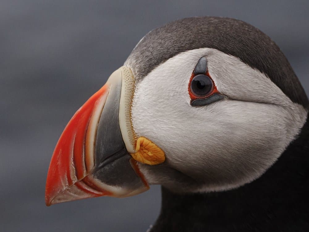 Colorful Puffin Portrait by Rostovskiy Anton — canvas wall art