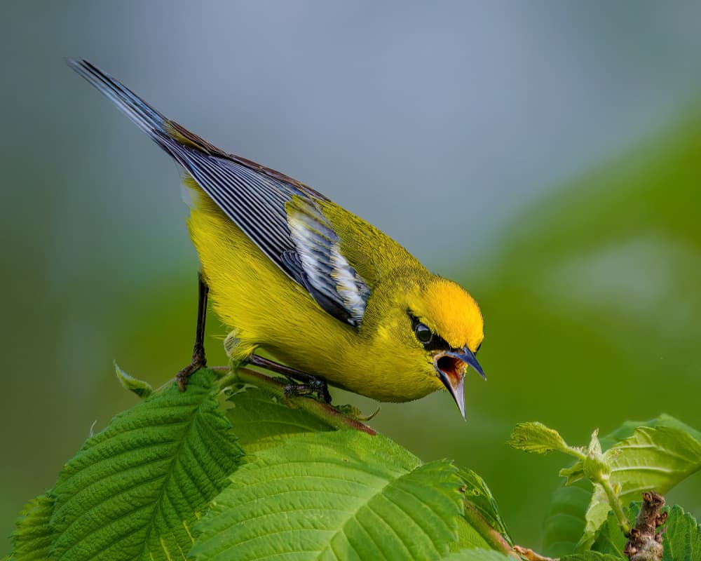 Singing Yellow Warbler by Jacob (Jian) Xu — canvas wall art