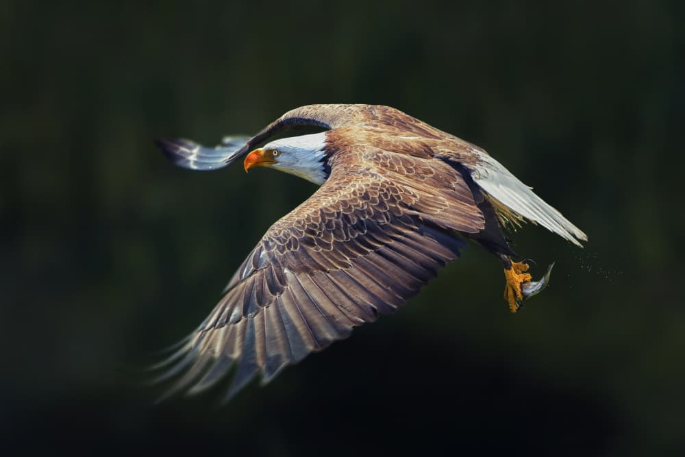 Bald Eagle Fishing Flight by Qing Zhao — canvas wall art