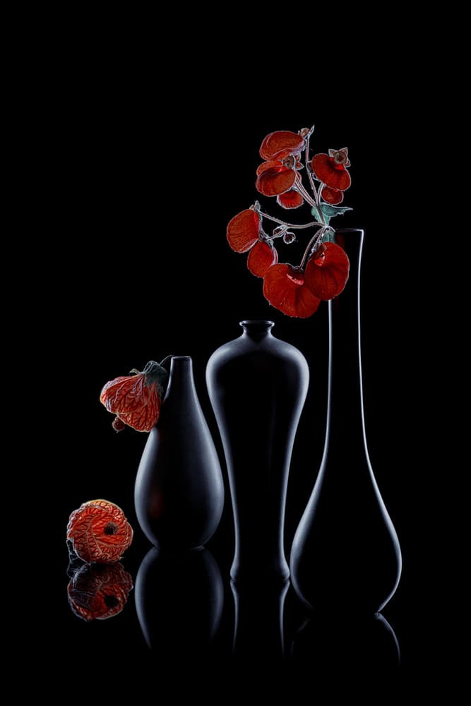 Elegant Dark Flora by Lydia Jacobs — canvas wall art