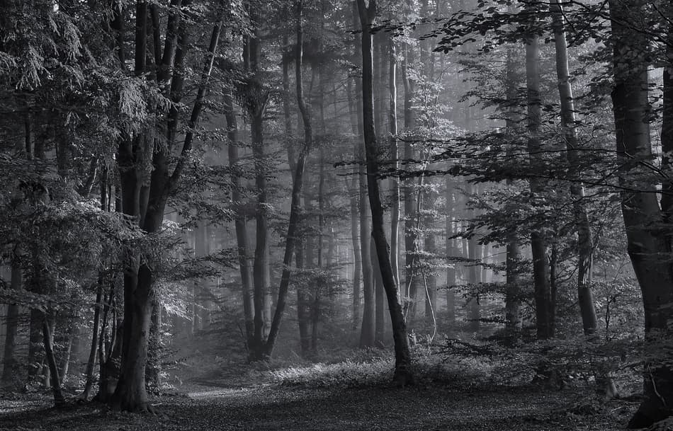 Misty Forest Path by Norbert Maier — canvas wall art