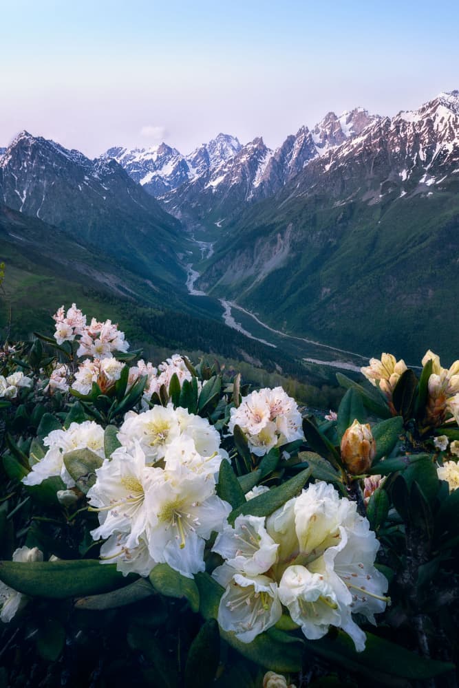 Alpine Valley Bloom by YANGYING — canvas wall art