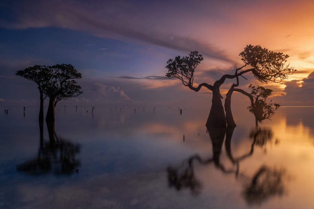 Tranquil Mangrove Sunset by Sally Widjaja — canvas wall art
