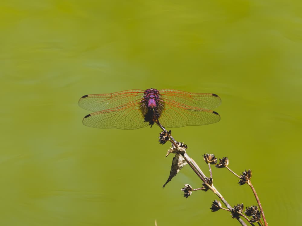 Purple Dragonfly Perched by engin akyurt — canvas wall art