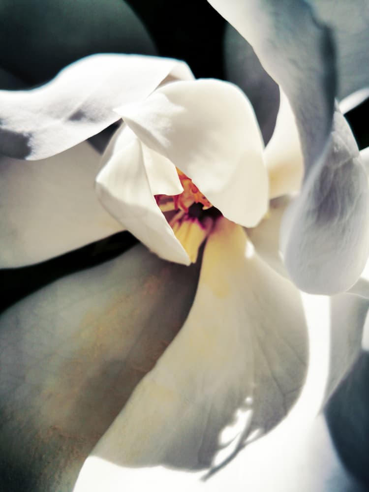 White Magnolia Bloom by Angelo Cerantola — canvas wall art