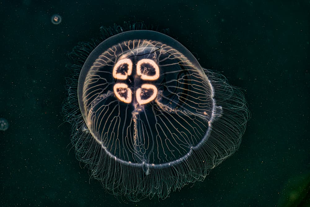 Glowing Marine Jellyfish by Vasil Nanev — canvas wall art
