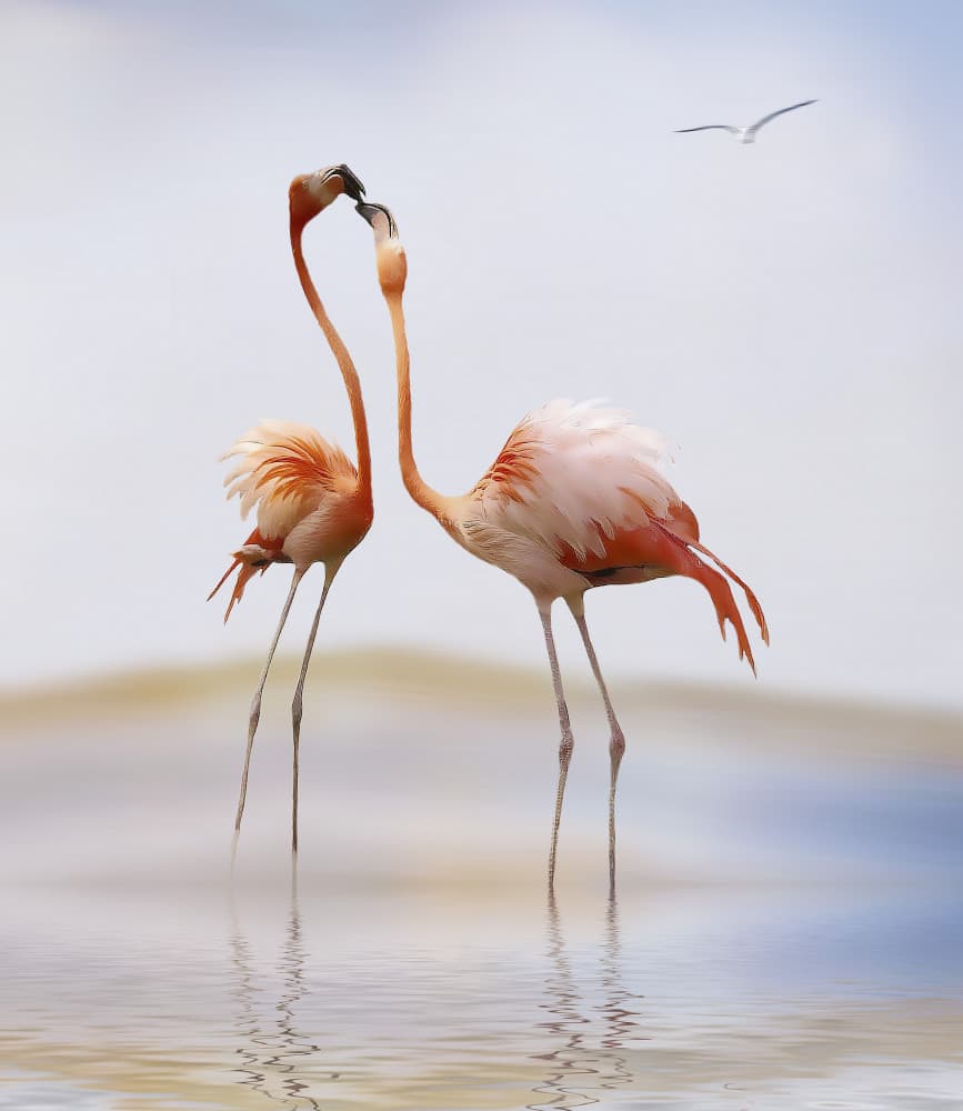 Kissing Flamingos by Anna Cseresnjes — canvas wall art
