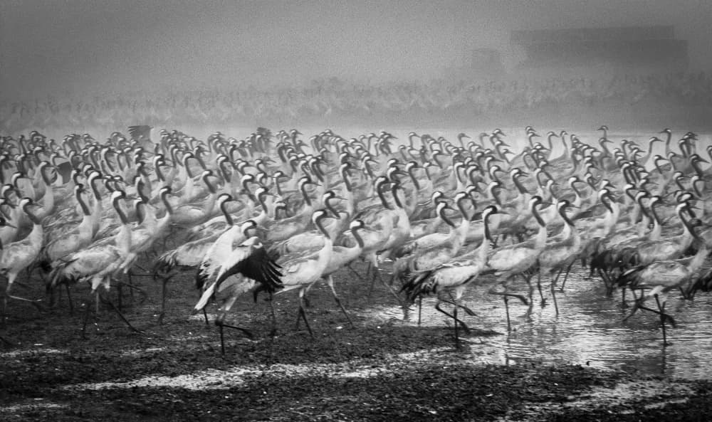 Misty Crane Migration by Ido Meirovich — canvas wall art