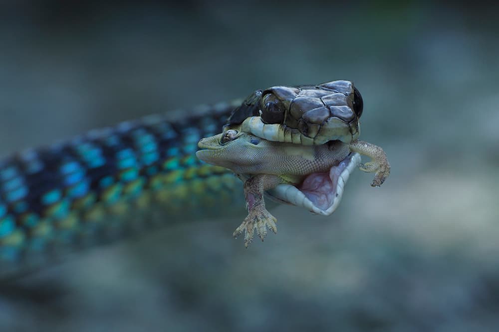Snake Devours Lizard by Phat Dao Tan — canvas wall art