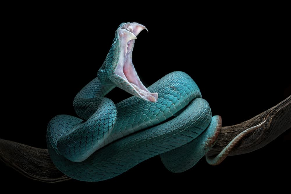 Blue Viper Strike by Tantoyensen — canvas wall art