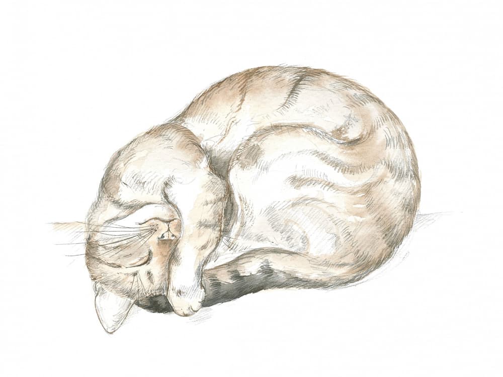 Sleeping Tabby Cat by Isabelle Brent — canvas wall art