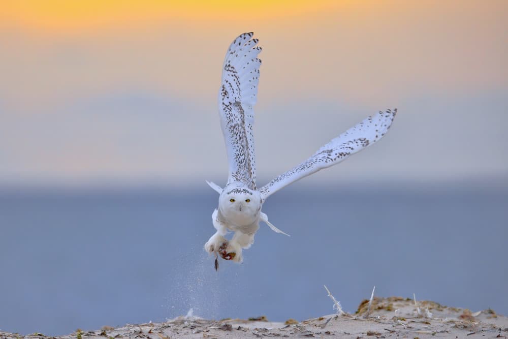Snowy Owl Sunset Hunt by Gavin Lam — canvas wall art