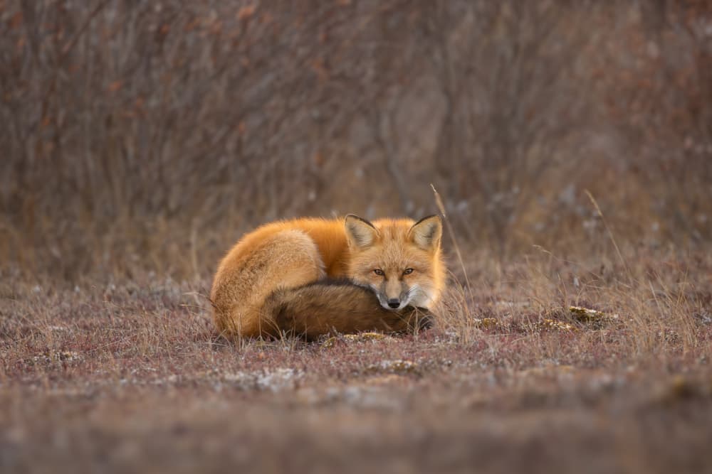 Golden Hour Fox by Tony Xu — canvas wall art