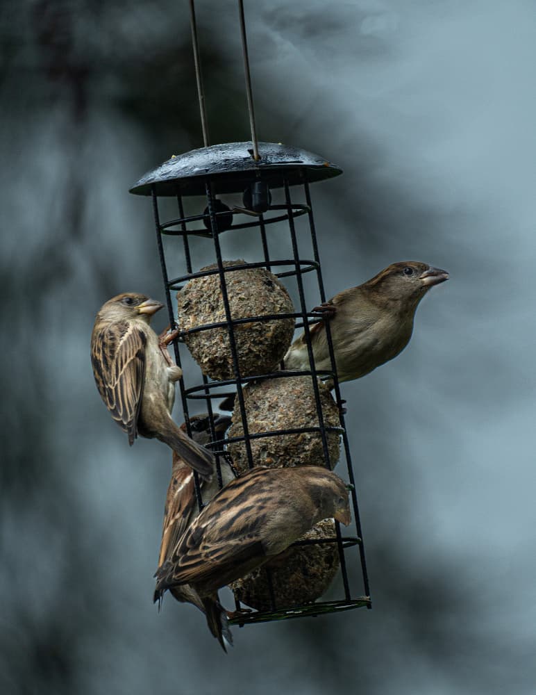 Hungry Garden Sparrows by Fred Louwen — canvas wall art
