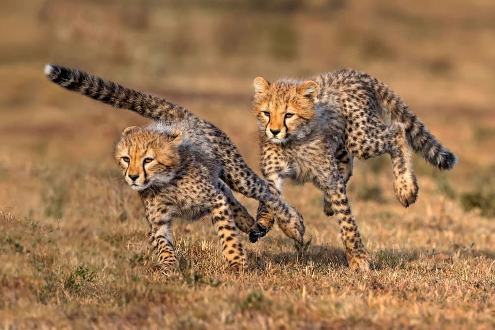 Running Cheetah Cubs by Xavier Ortega — canvas wall art
