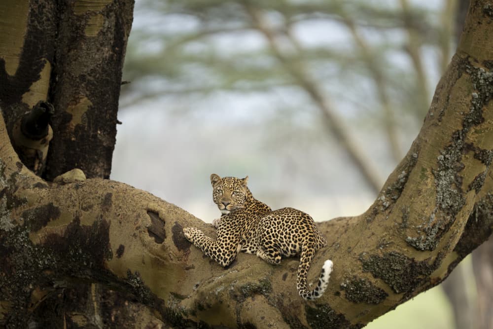 Leopard Resting in Tree by Roberto Marchegiani — canvas wall art