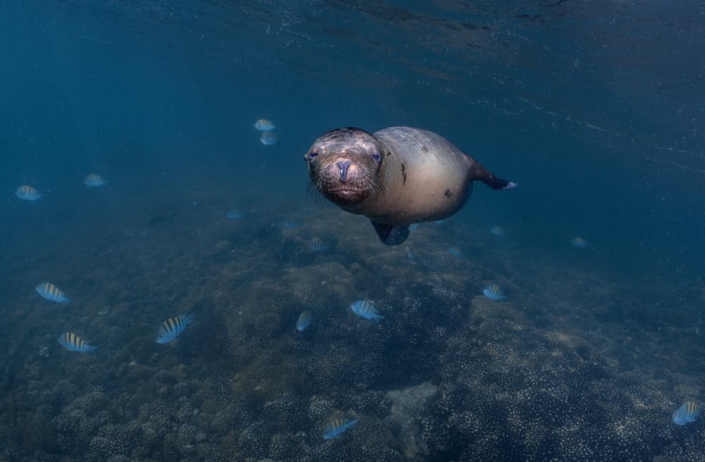 Curious Underwater Sea Lion by Jennifer Lu — canvas wall art
