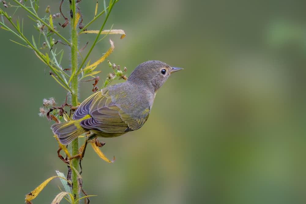 Perched Green Songbird by Jacob (Jian) Xu — canvas wall art