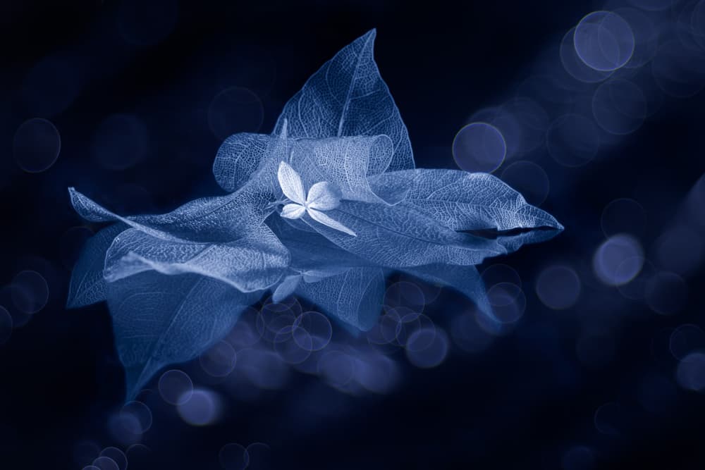 Ethereal Blue Leaves by Igor Kopcev — canvas wall art