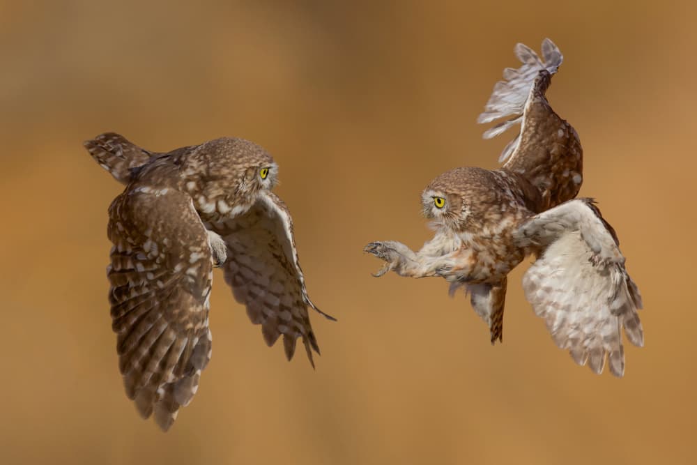 Mid-Air Owl Encounter by David Manusevich — canvas wall art