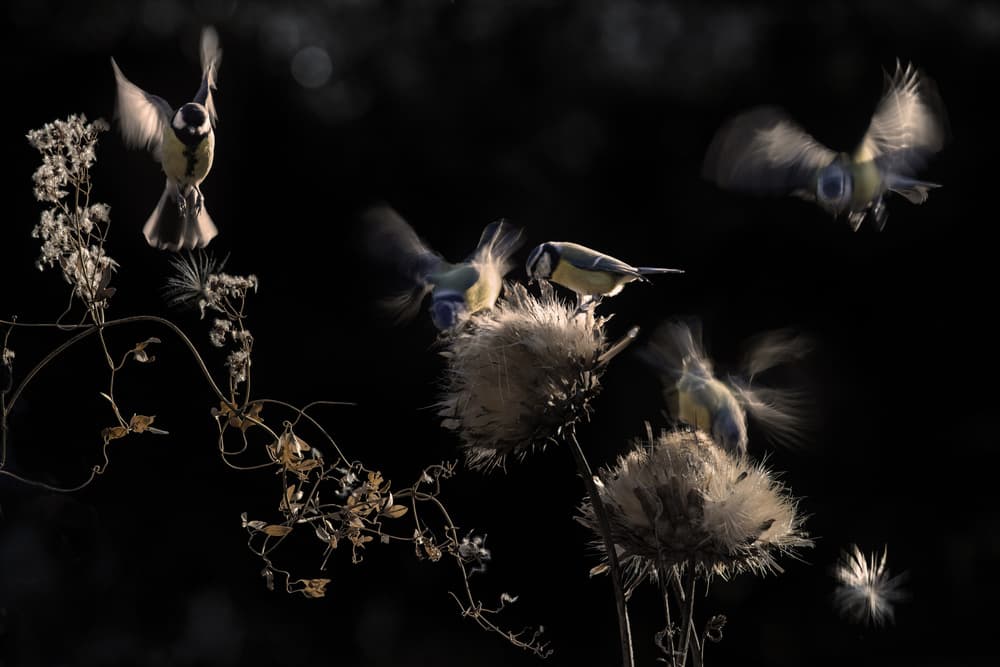 Blue Tits Winter Thistle by Martine Benezech — canvas wall art