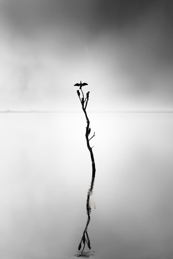 Misty Bird Silhouette by George Digalakis — canvas wall art