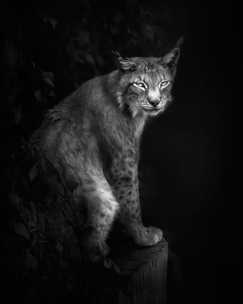 Intense Lynx Portrait by Santiago Pascual Buye — canvas wall art