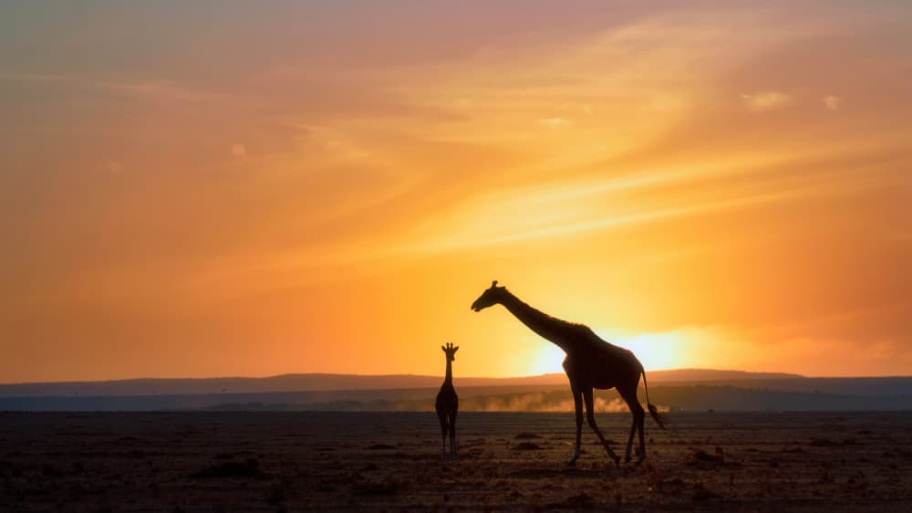 African Sunset Giraffes by Sheila Xu — canvas wall art