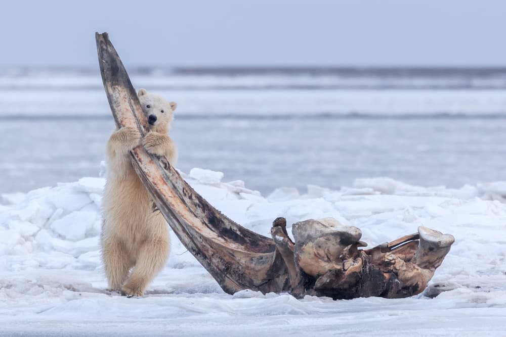 Polar Bear Whale Bone by Eiji Itoyama — canvas wall art