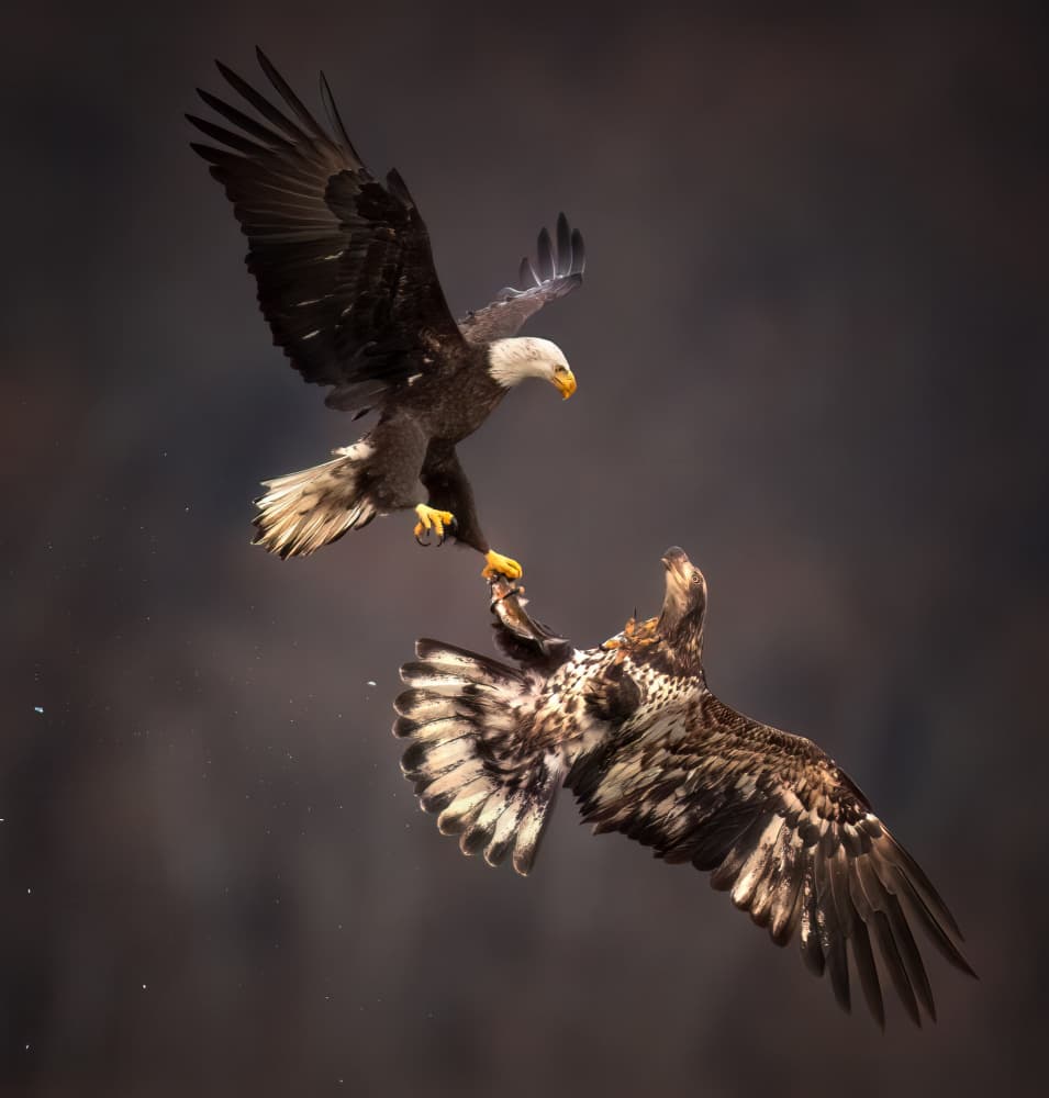 Eagles in Midair Combat by Ruiqing P. — canvas wall art