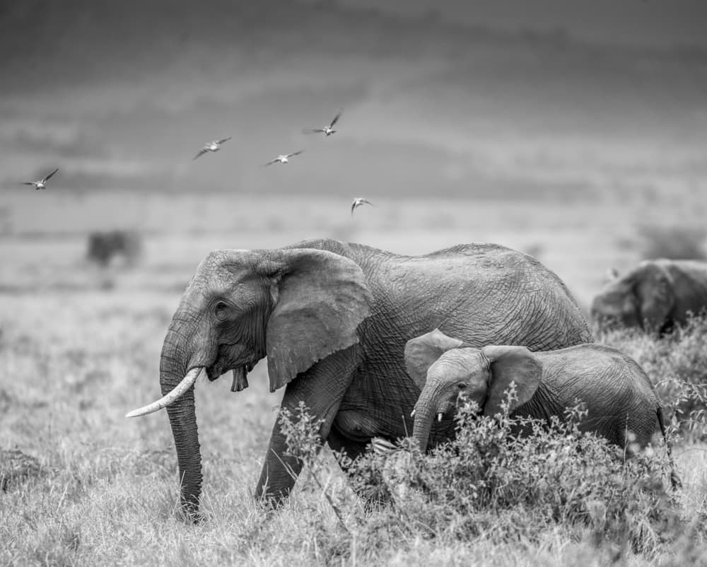 Wild Elephant Family by Jaco Marx — canvas wall art